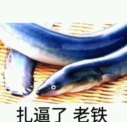 黄鳝表情包