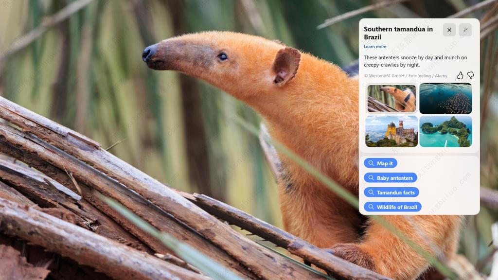 微软宣布Windows 11 Insider Preview Build 25281.1000 Dev预览版推送了!